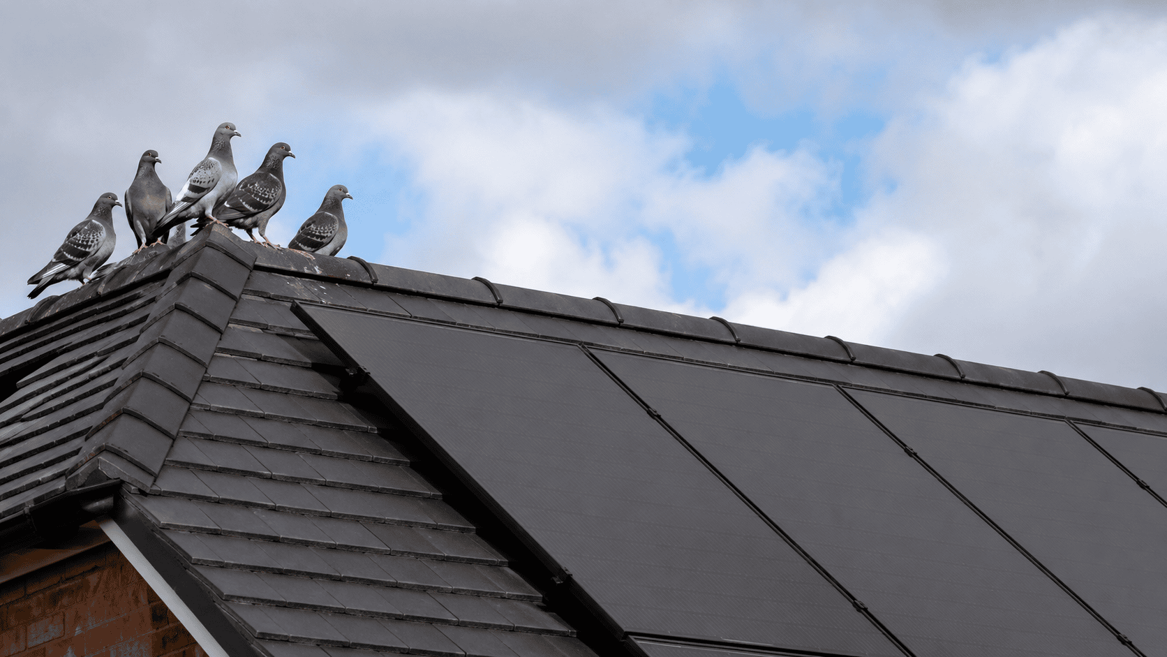 Pigeons sitting on a roof beside a solar panel array before Enviroguard bird protection is installed
